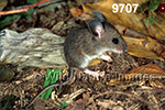 Peromyscus-leucopus